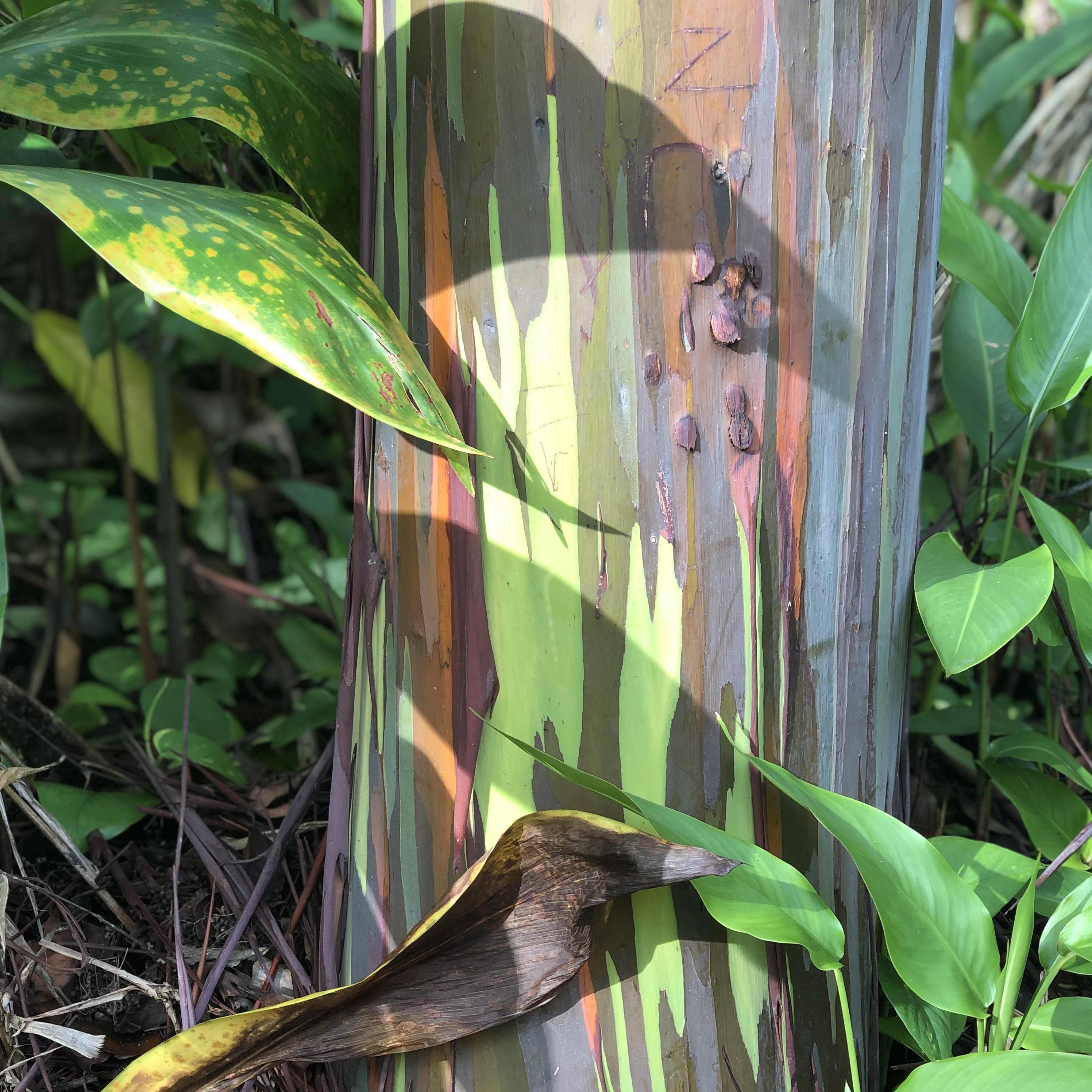 Rainbow Eucalyptus tree on the Road to Hana.