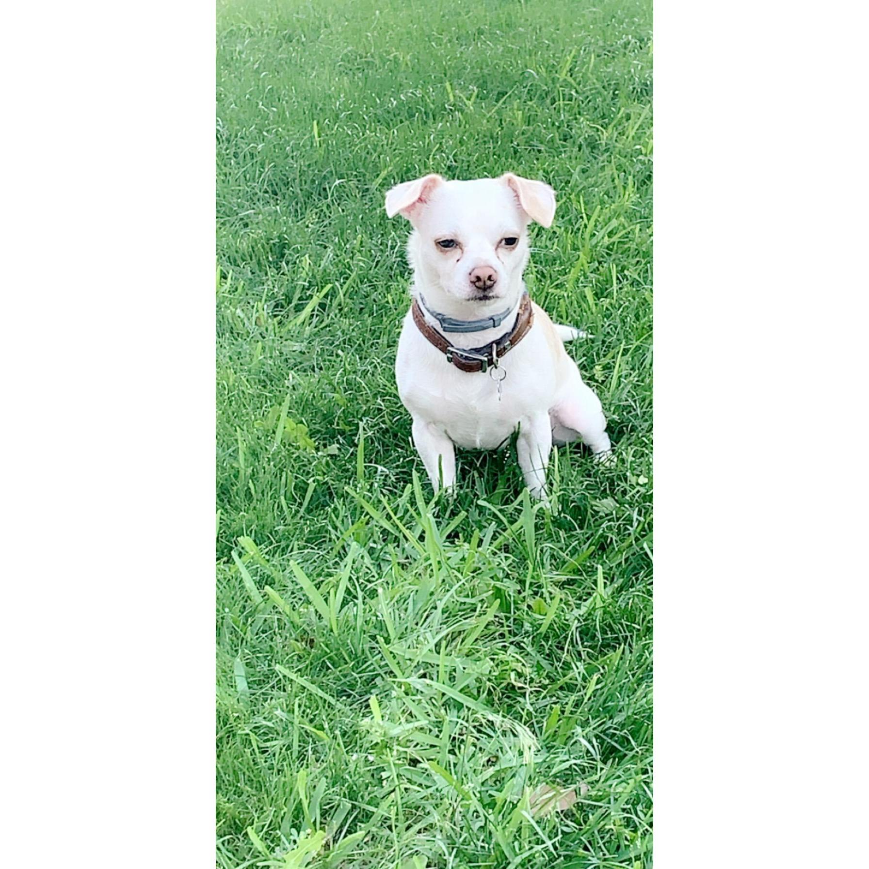 Our sweetest boy, Moose!