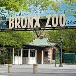 Bronx Zoo