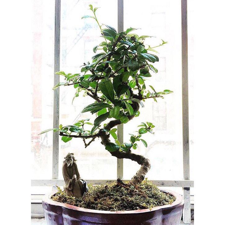 Our beautiful Tree