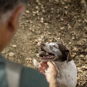 Truffle Hunting Experience in Tuscany