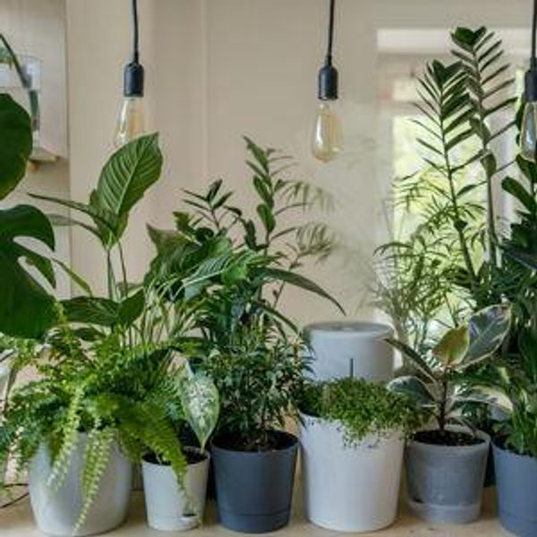 House Plant Fund