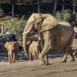 San Diego Zoo
