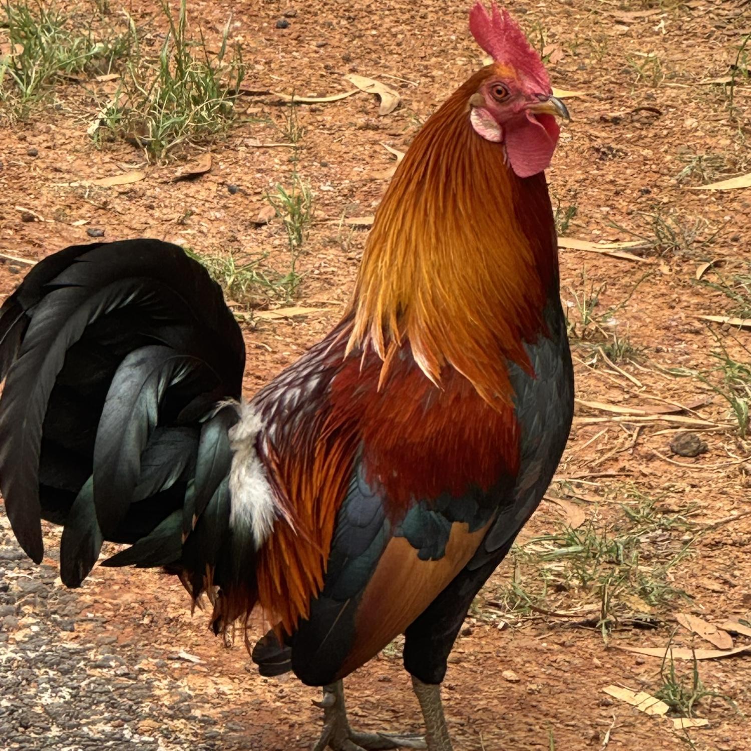 Loved all the Kauai roosters!