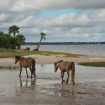 Cumberland Island