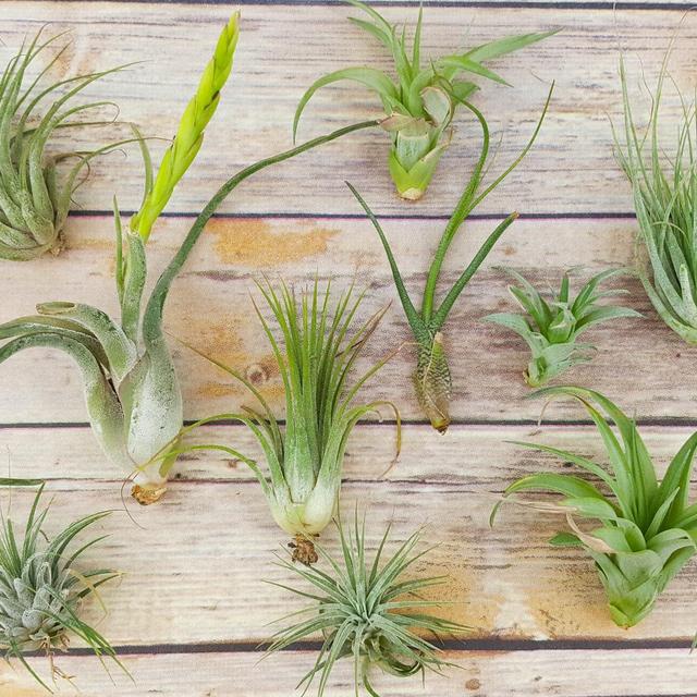 15 pc Air Plant Tillandsia Assorted...