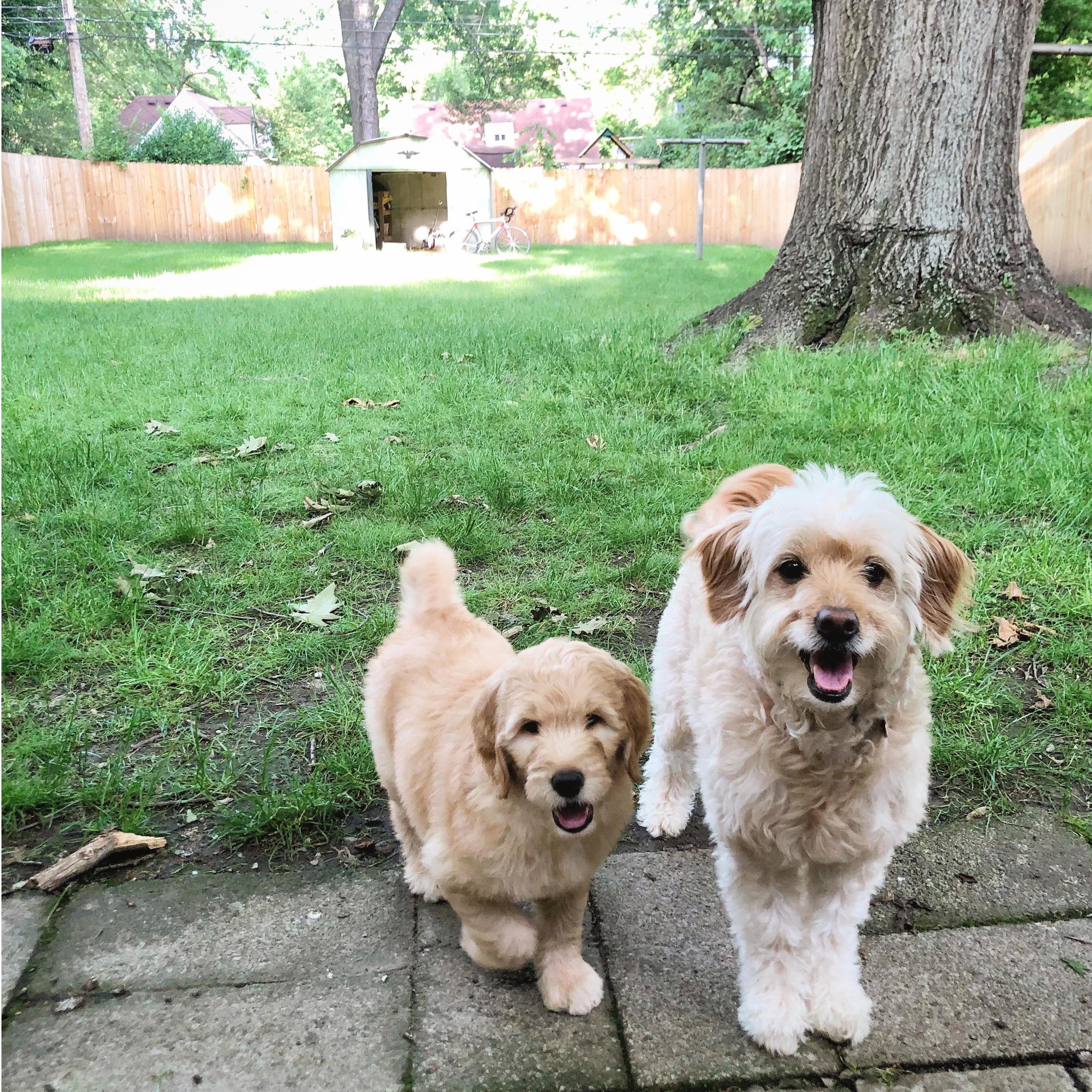 Lilah got a sister! We brought home Sage on May 30, 2020 - exactly 1 year before our wedding!