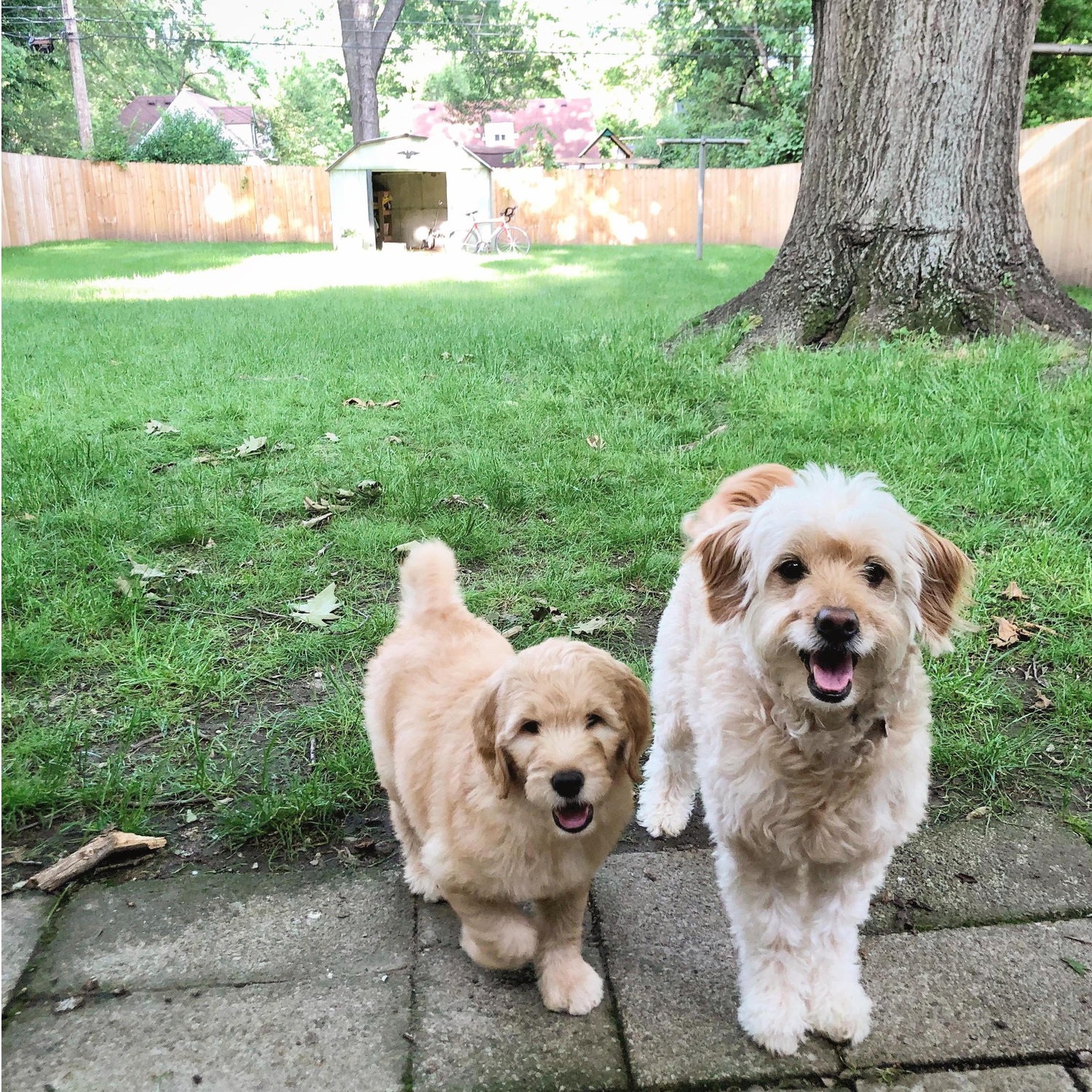 Lilah got a sister! We brought home Sage on May 30, 2020 - exactly 1 year before our wedding!