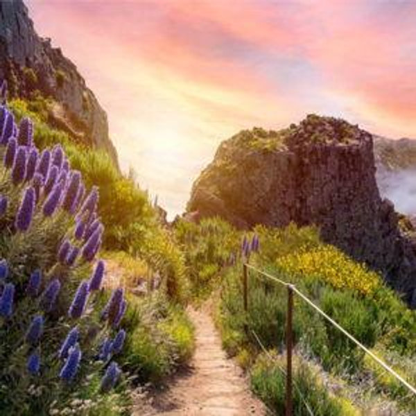 Our Honeymoon Fund (Madeira Island)