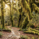 Hoh Rain Forest Visitor Center