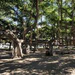 Lahaina Banyan Court