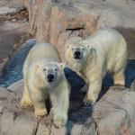 Saint Louis Zoo
