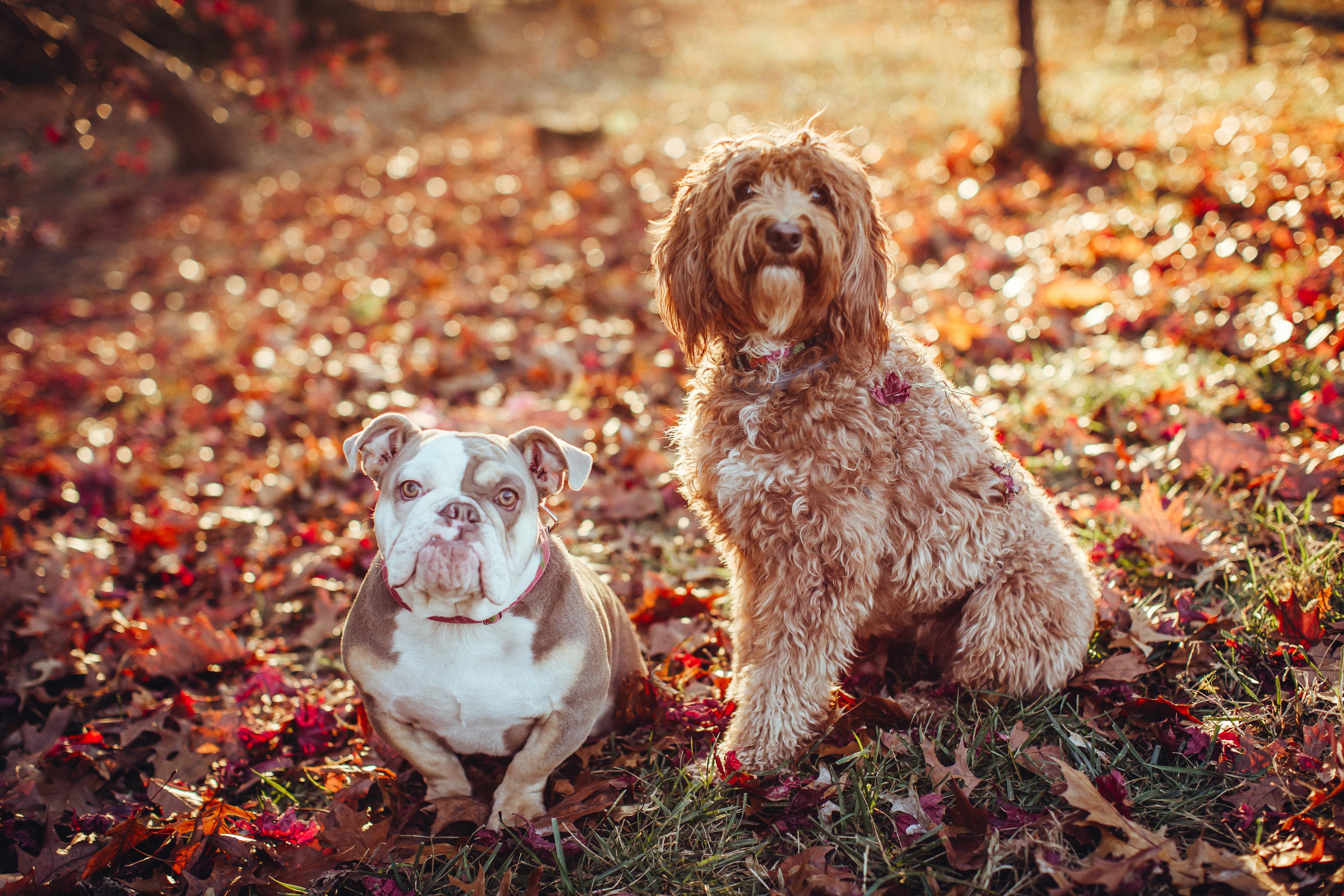 The Wedding Website of Cari Chestnut and Jacob Gansert