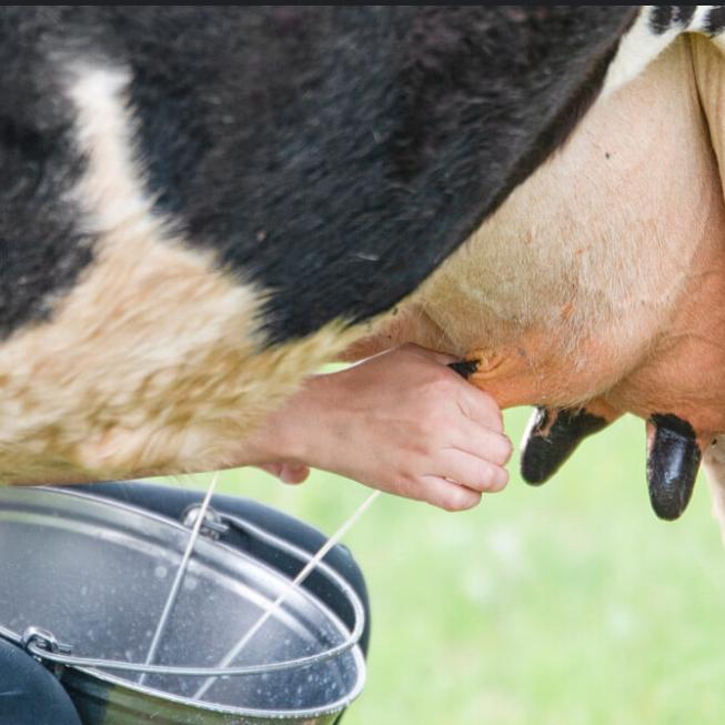 Dairy and cheese processing development