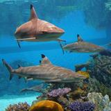 National Aquarium