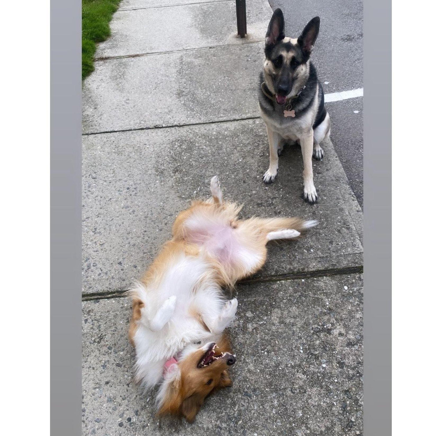 Our furry babies