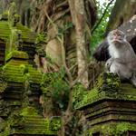 Monkey Forest  [Ubud]