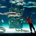 Newport Aquarium