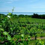 Leelanau Peninsula Wineries and Shops