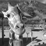 Cheyenne Mountain Zoo
