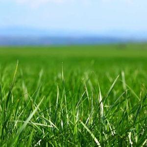 Backyard Grass/Landscaping