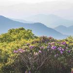 Craggy Gardens