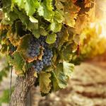 Amador Wineries