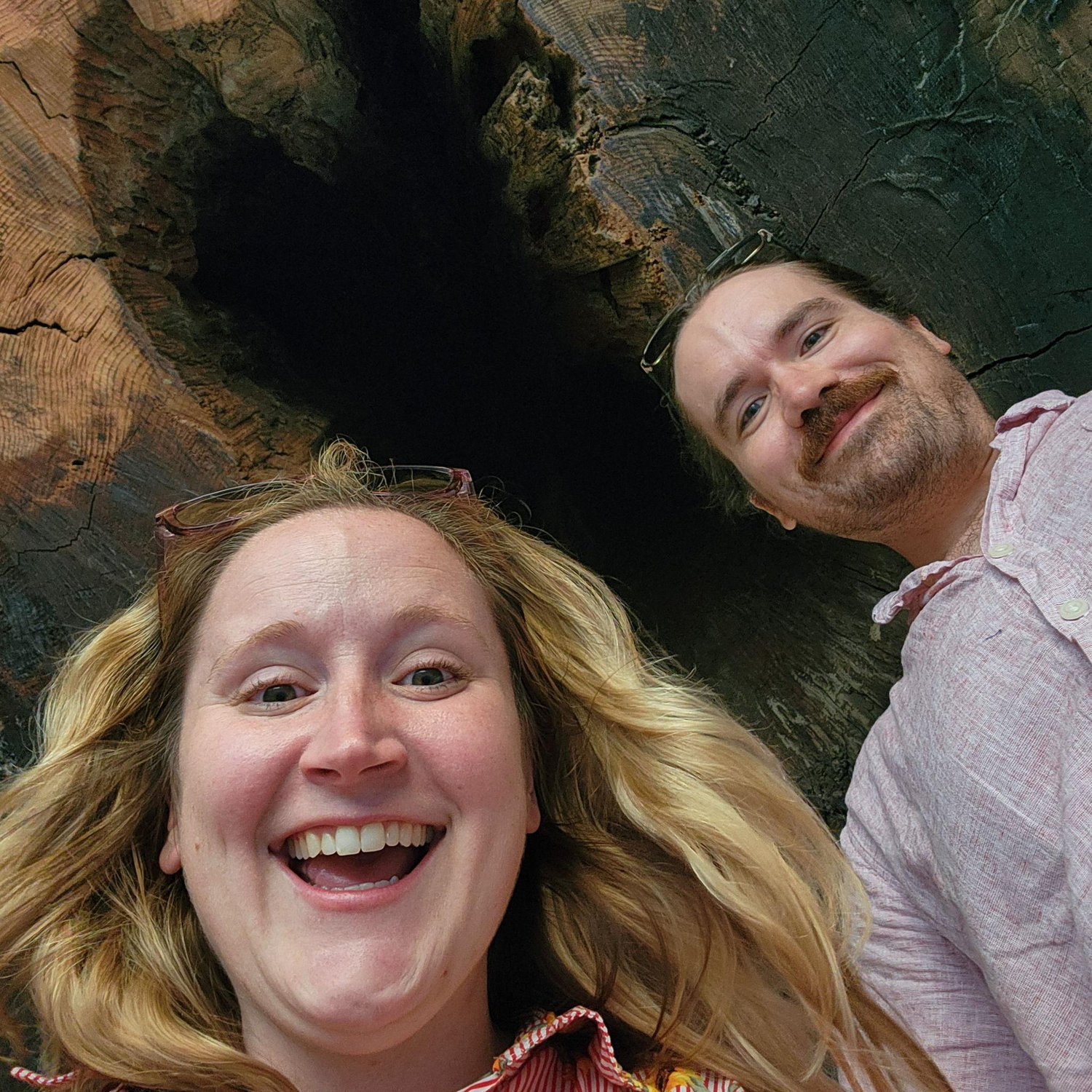View from under a 2,000 year old Redwood tree in California!