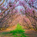 Chiles Peach Orchard