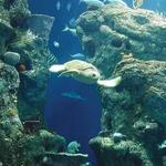 South Carolina Aquarium
