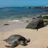 Laniakea Beach