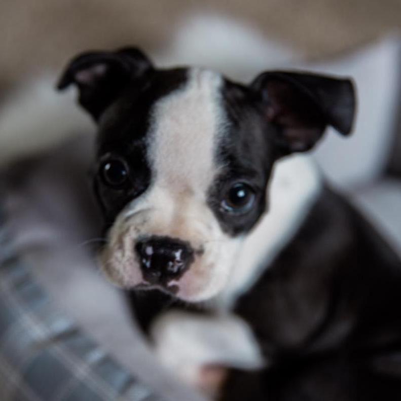 Our first baby, Izzy!