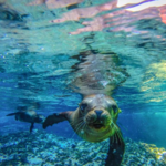 Cabo Snorkel & Sea Adventure