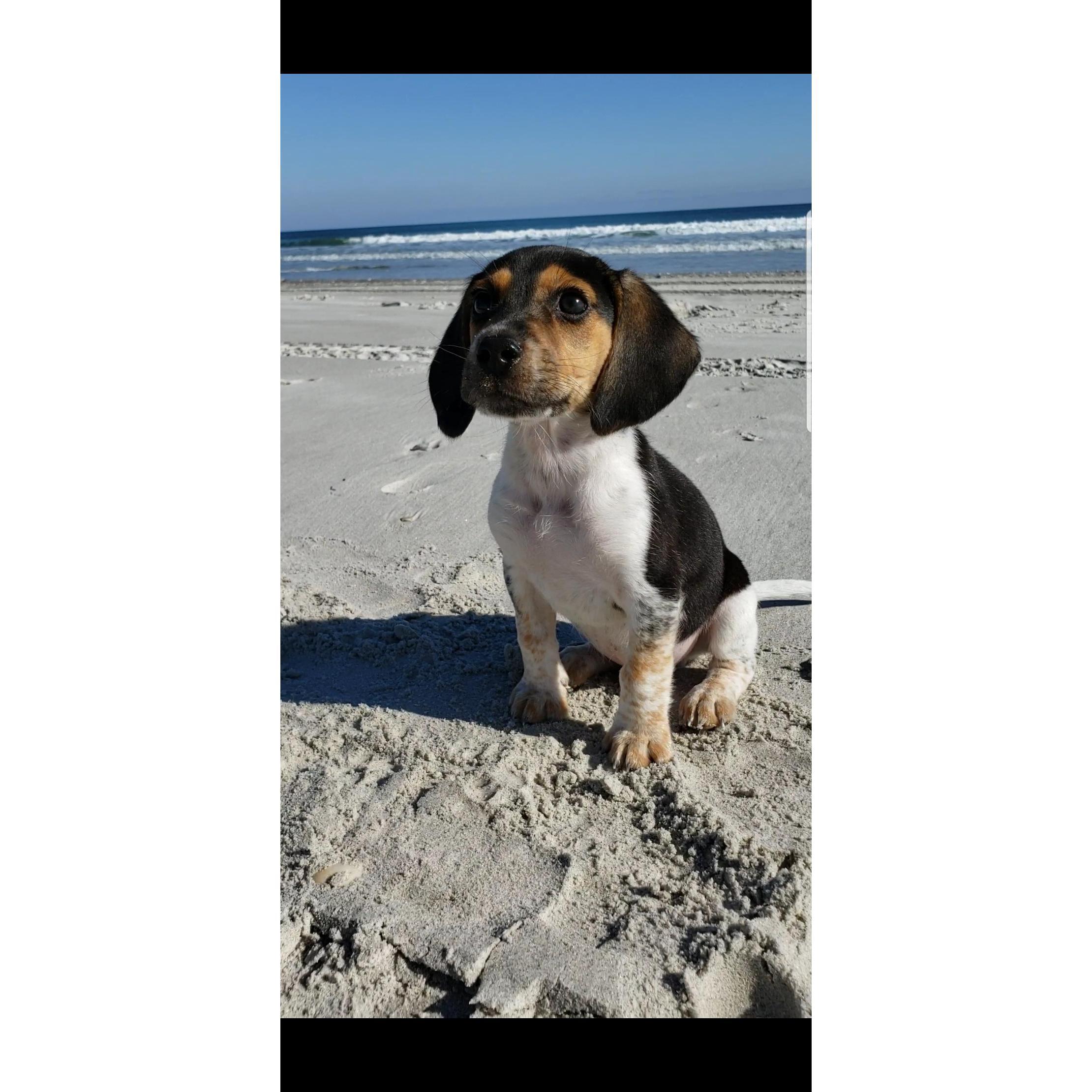 Little Joey's first trip to the Beach
