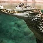 St. Augustine Alligator Farm Zoological Park