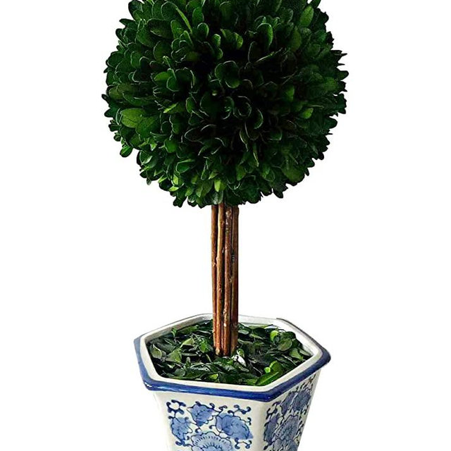 Galt International - Preserved Natural Boxwood Topiary Tree in Ceramic Pot - Plant and Table Centerpiece - Stunning Greenery and Plant Decor for Home | Blue & White Pot 14.2 X 5.9”