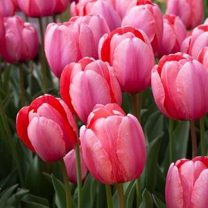 Tulips for our new home