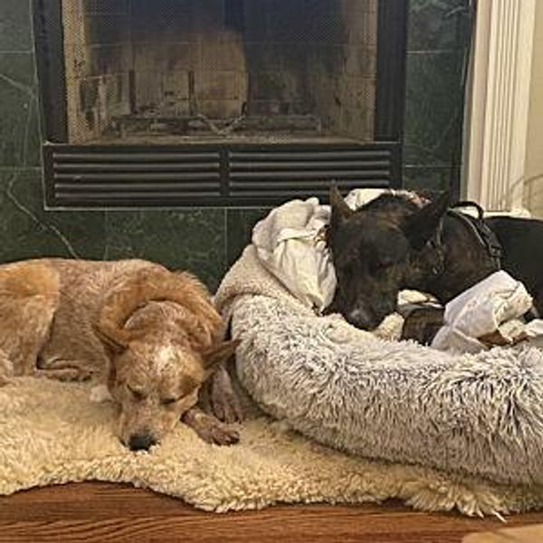 Oakley and Logan's Home Alone Fund
