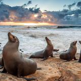 Seal/Sea Lion Beach