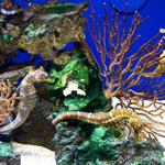 Santa Barbara Museum of Natural History