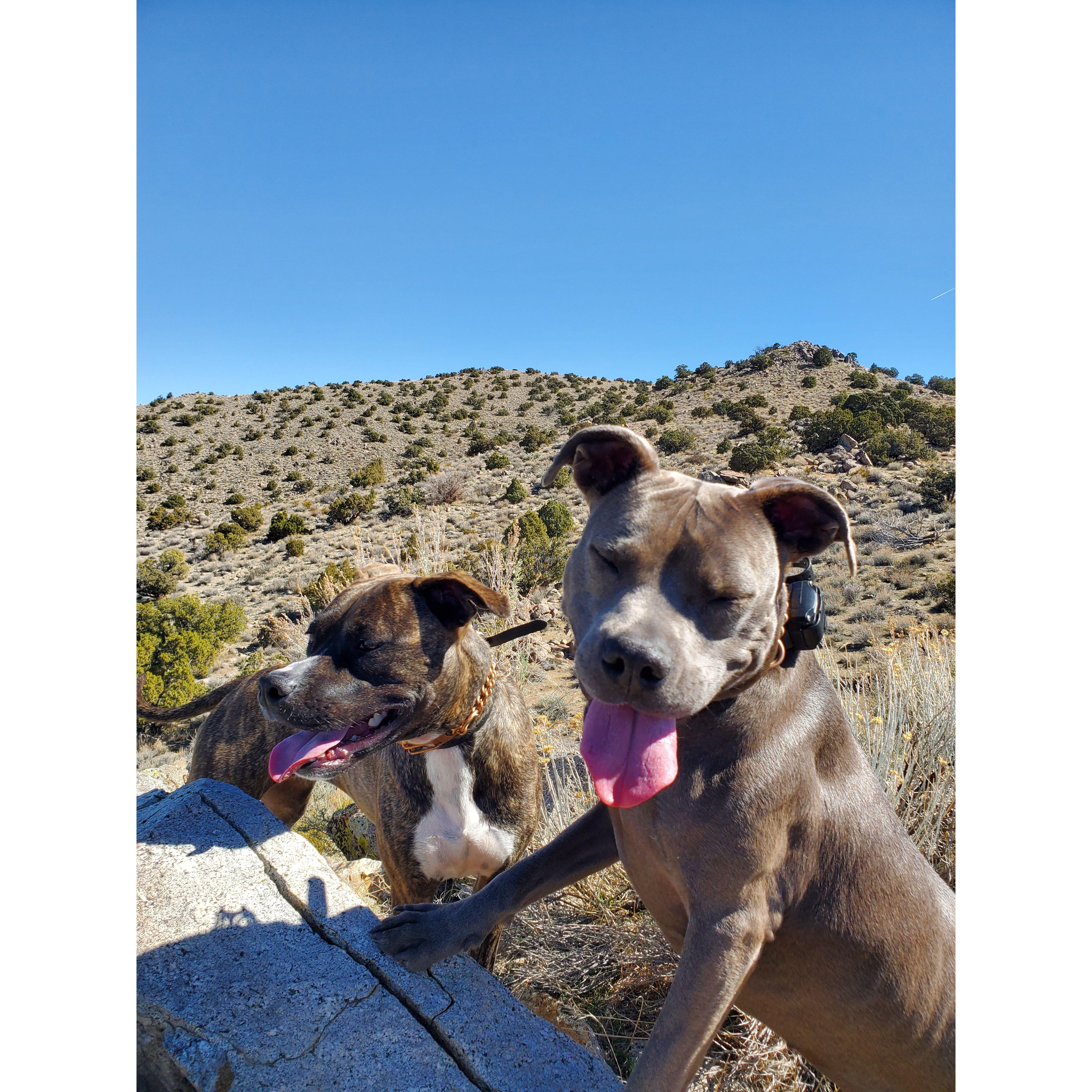 Our pitties, Ophelia and Aoife