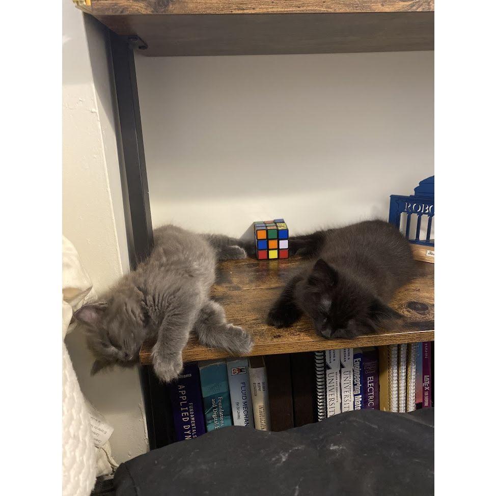 The day we became cat parents back in 2020 - they were so little! Ellie and Lulu are the sweetest cats in the world.. they really wish they could join us on the wedding day.