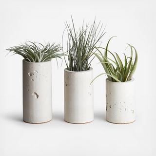 3-Piece Cylinder Planter with Air Plant Set