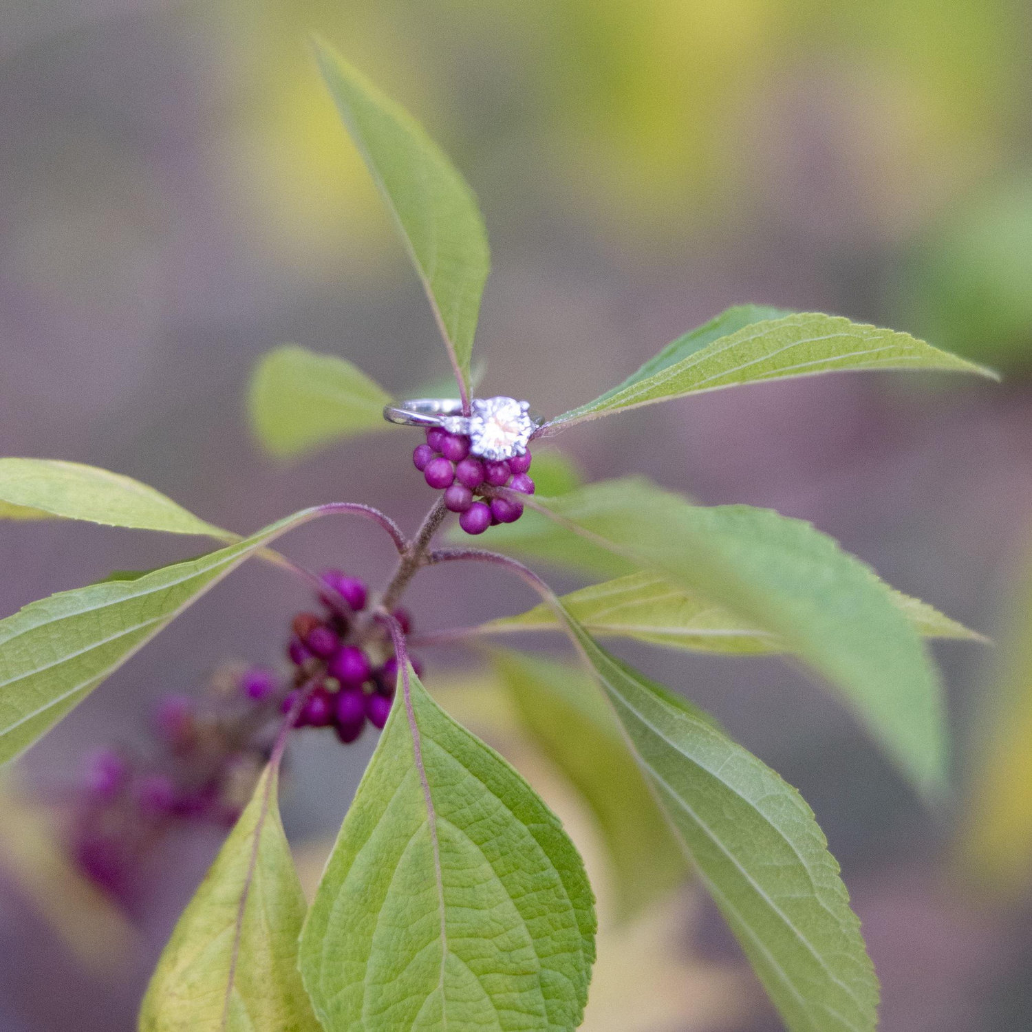 Huckleberry bush!