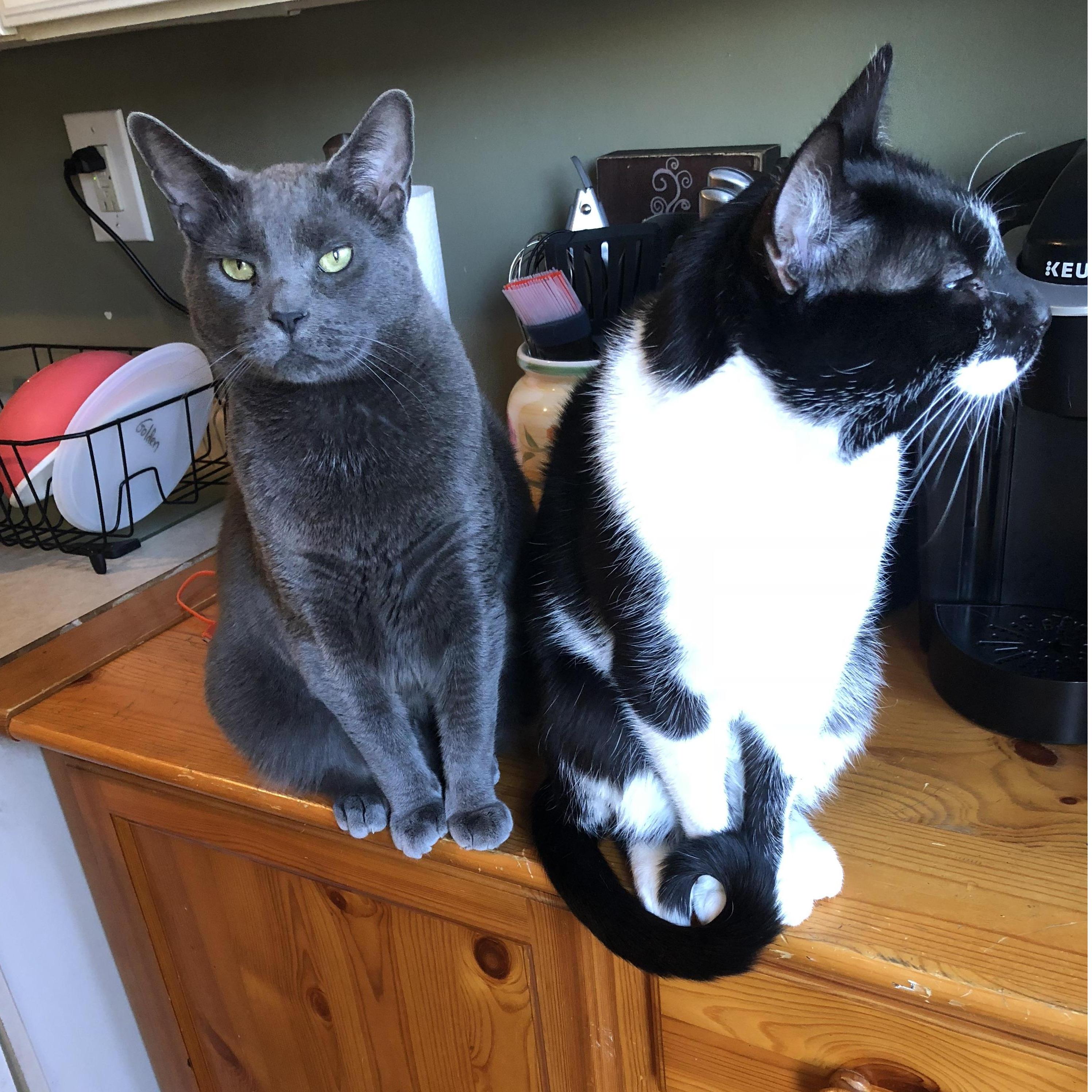 Our babies Tim and Tuexedo