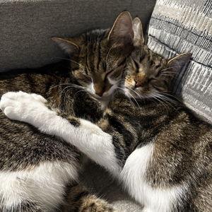 Aspen and Ollie Funds