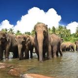 Yala National Park