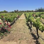 South Coast Winery Resort & Spa