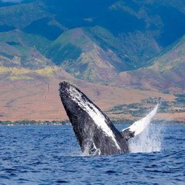 Whale Watching in Hawaii