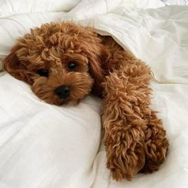 Future Fur Baby Fund